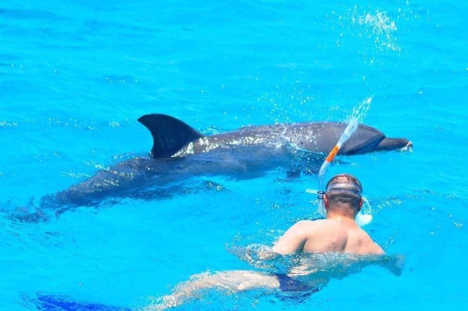 Dolphin House Snorkeling tour
