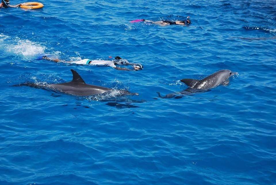 Dolphin House Snorkeling tour