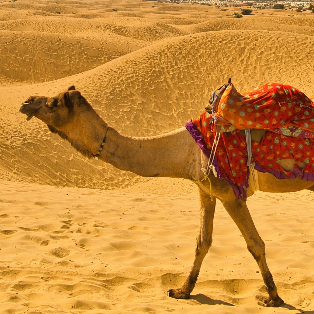 Egypt excursions 30 tapish-Yvx8UI7c2v8-unsplash